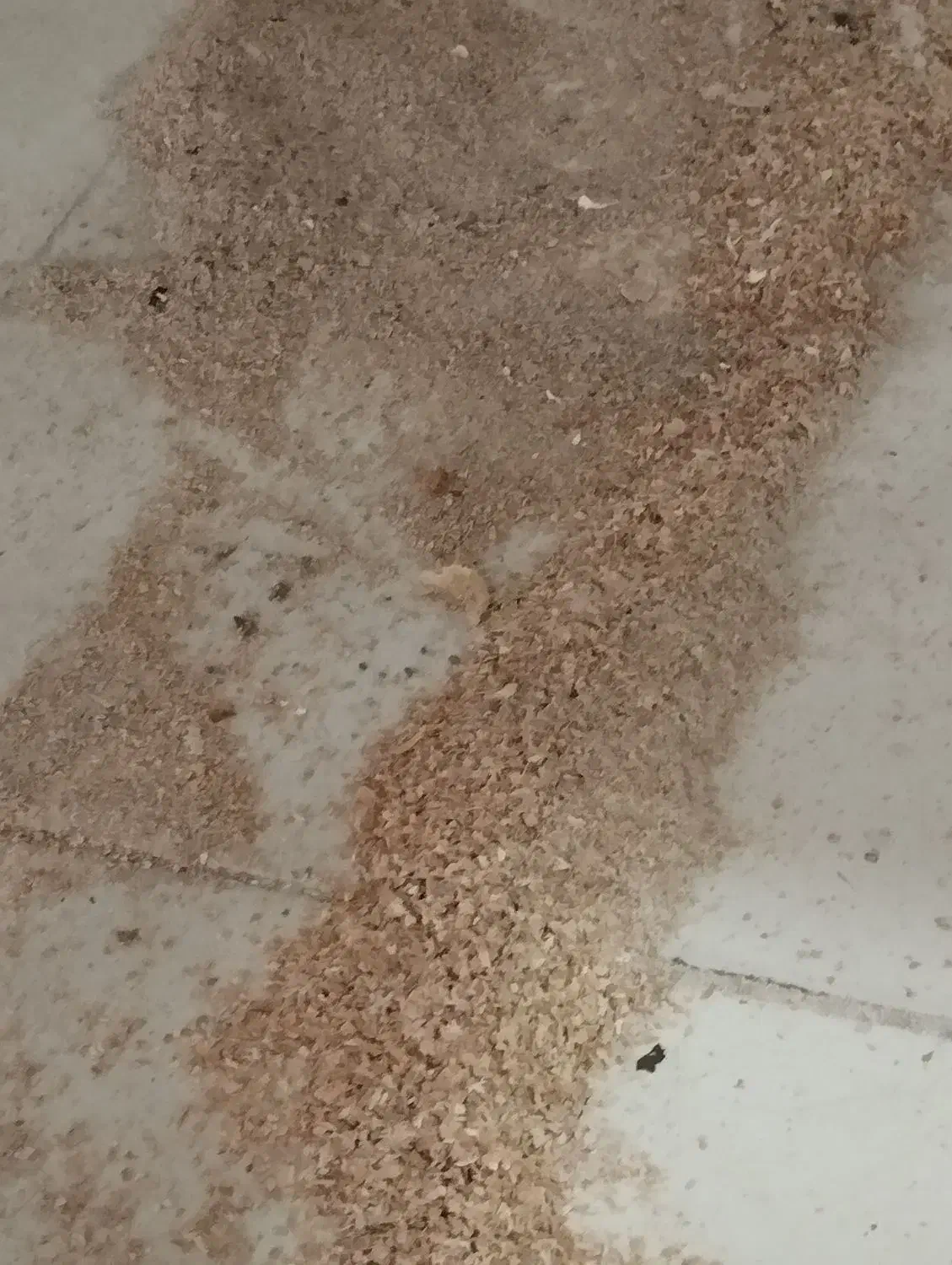 سبوس بره گوسفند|حیوانات مزرعه|تربت جام, معدآباد|دیوار