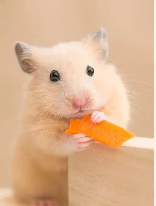 همستر|موش و خرگوش|تهران, جوادیه|دیوار