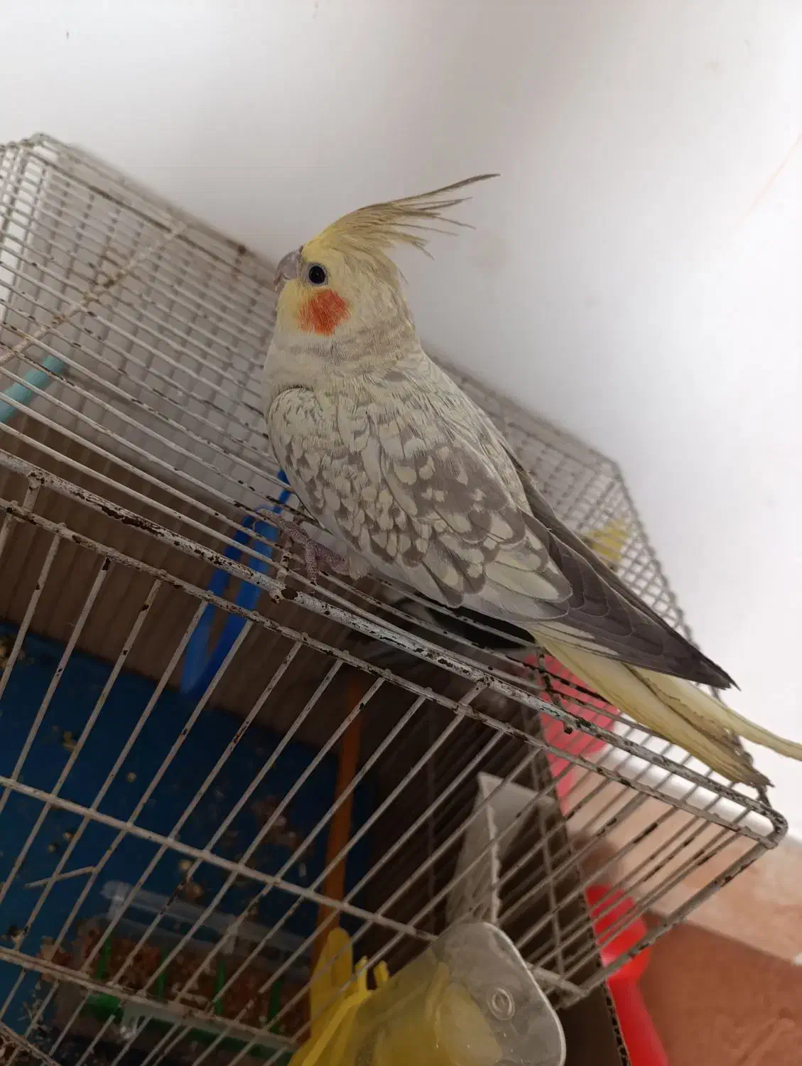 عروس هلندی|پرنده|باسمنج, |دیوار