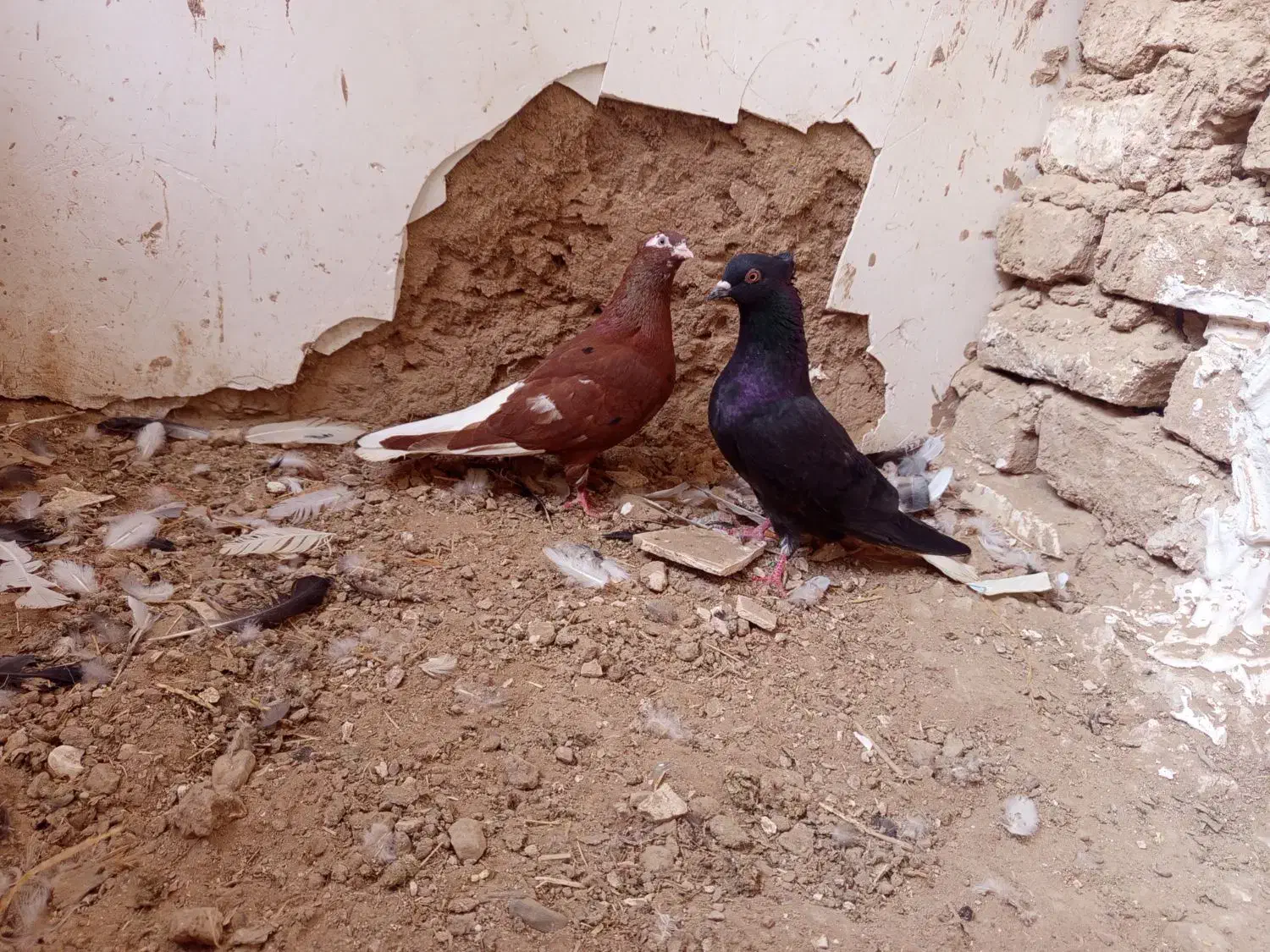 کبوتر|پرنده|تربت جام, معدآباد|دیوار