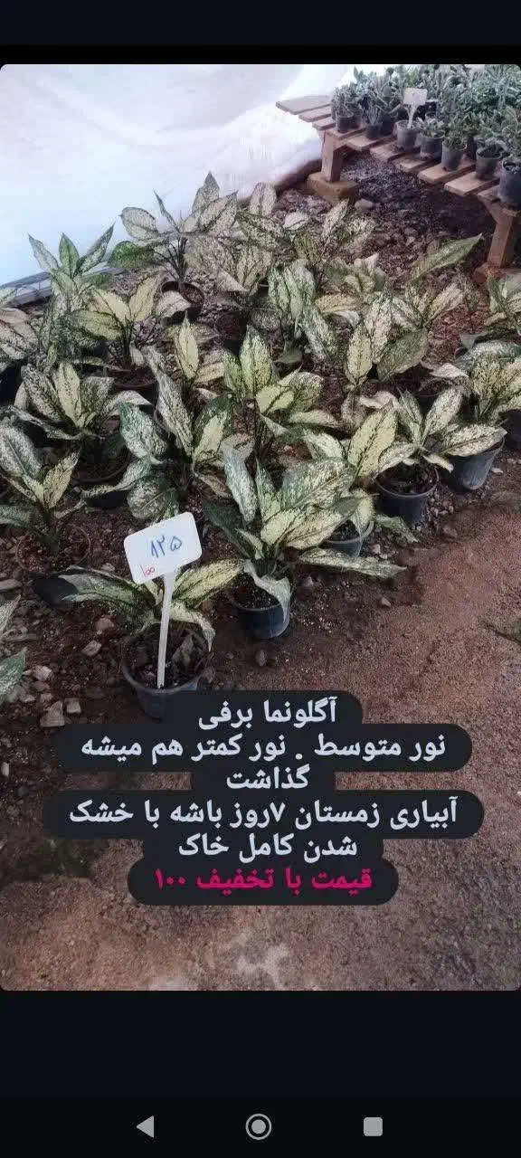 گل و گیاه آپارتمانی قیمت مناسب|گل و گیاه طبیعی|تربتحیدریه, بی بی حسنیه|دیوار