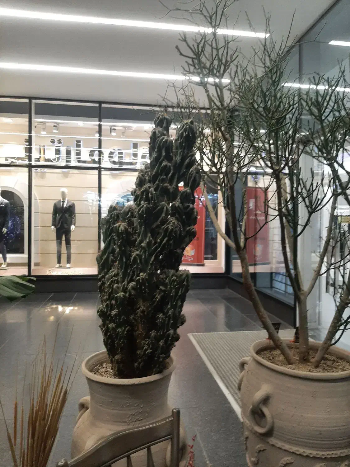 سانسوریا|گل و گیاه طبیعی|ری, اقدسیه|دیوار