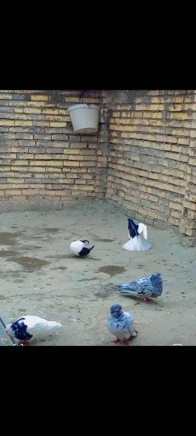 کبوتر|پرنده|شوشتر, |دیوار