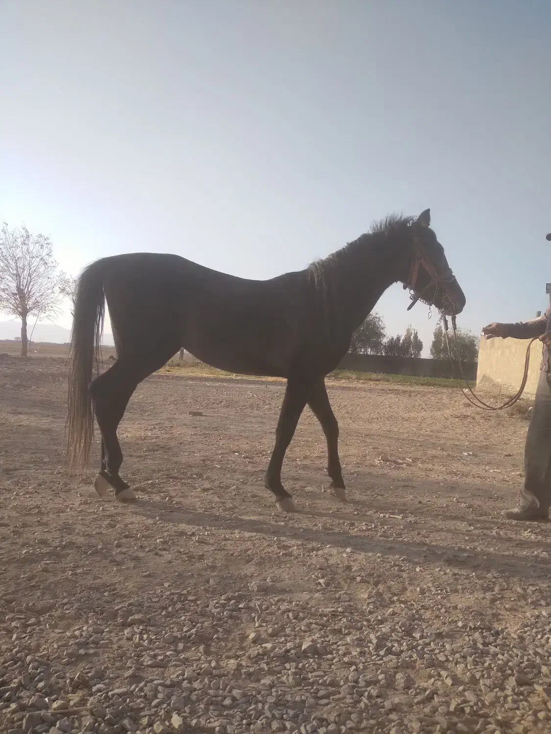 کره نریان سه ساله|اسب و تجهیزات اسب‌سواری|اراک, |دیوار