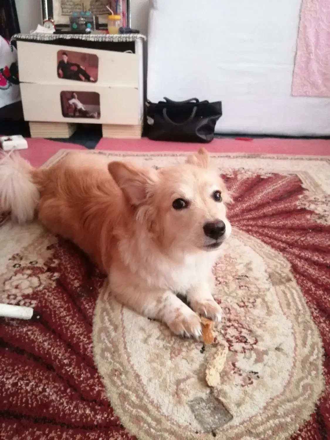 فروش سگ اشپیتزپامر|سگ|شهریار, شهرک بهاران (ویره)|دیوار