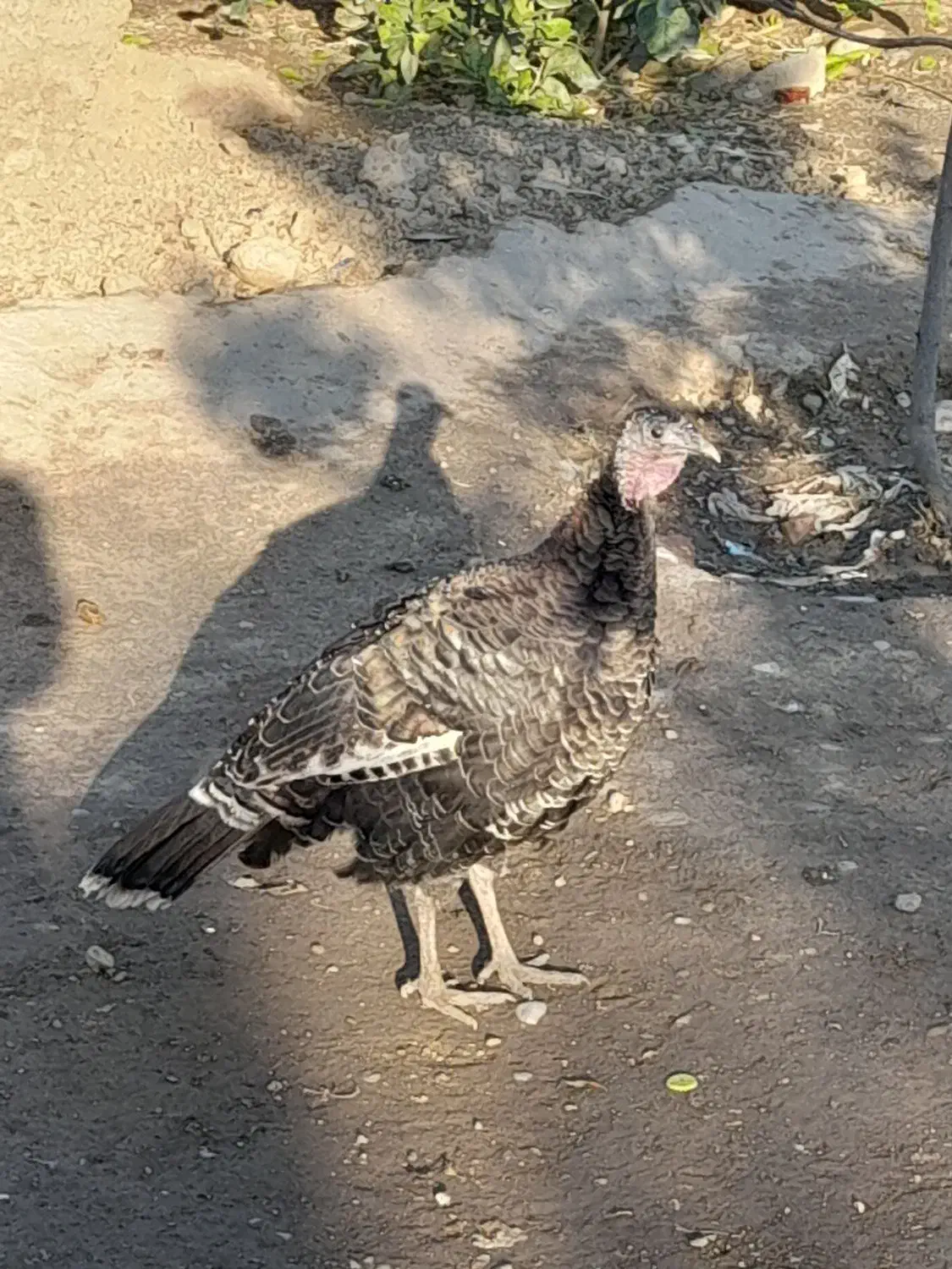 یک جفت بوقلمون|حیوانات مزرعه|گنبد کاووس, |دیوار