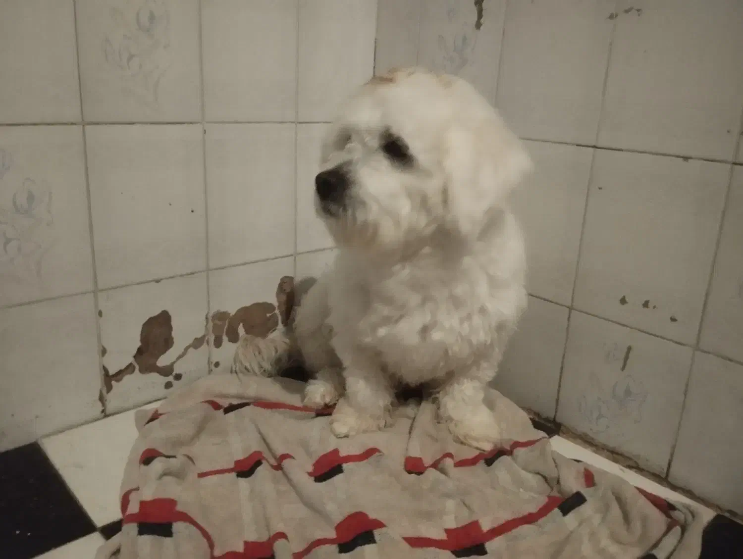 مژدگانی برای سگ گمشده|حیوانات|ارومیه, |دیوار