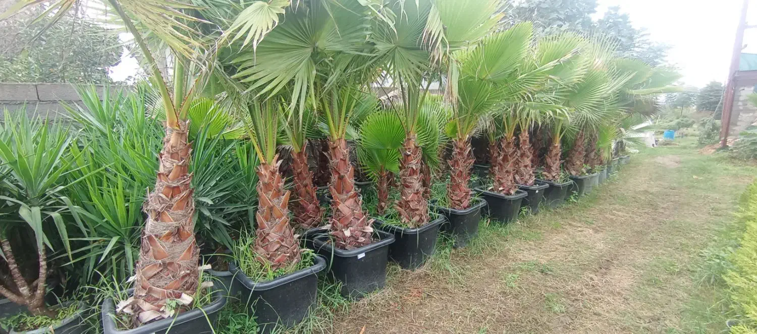 پالم واشنگتنی|گل و گیاه طبیعی|رودسر, |دیوار