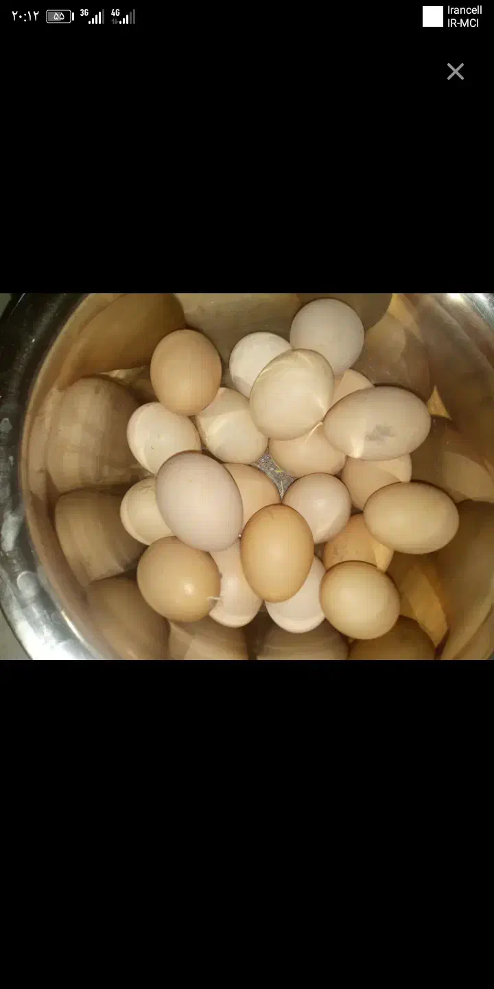 تخم مرغ محلی|خوردنی و آشامیدنی|سبزوار, قصبه شرقی|دیوار