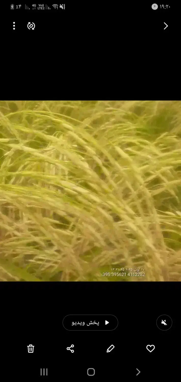 برنج هاشمی اصل|خوردنی و آشامیدنی|لاهیجان, لفمجان|دیوار