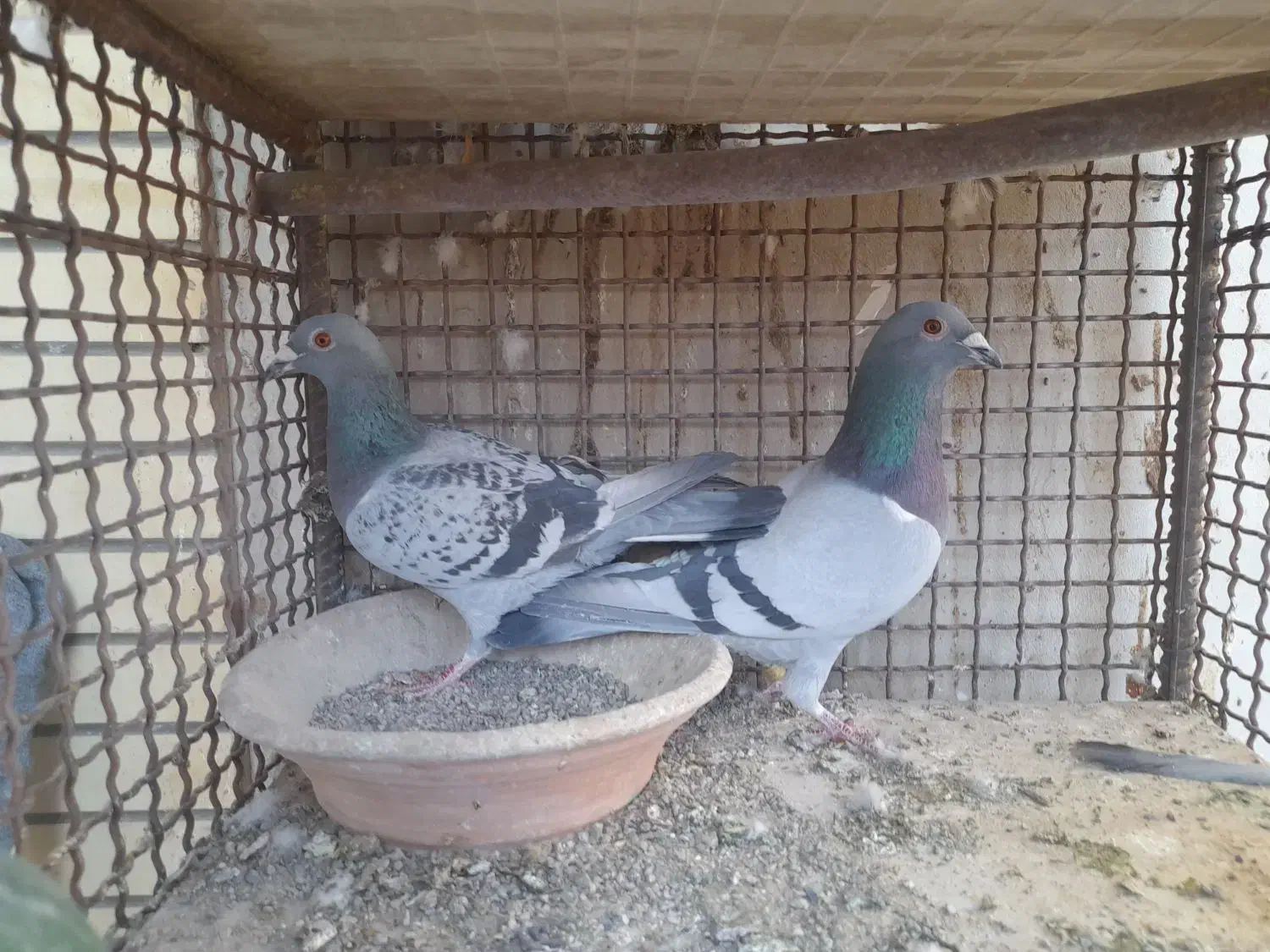 کبوتر|پرنده|مبارکه, |دیوار