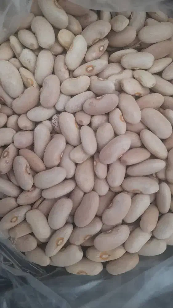 لوبیا سفید ، کشاورزی|عمده‌فروشی|قیدار, |دیوار