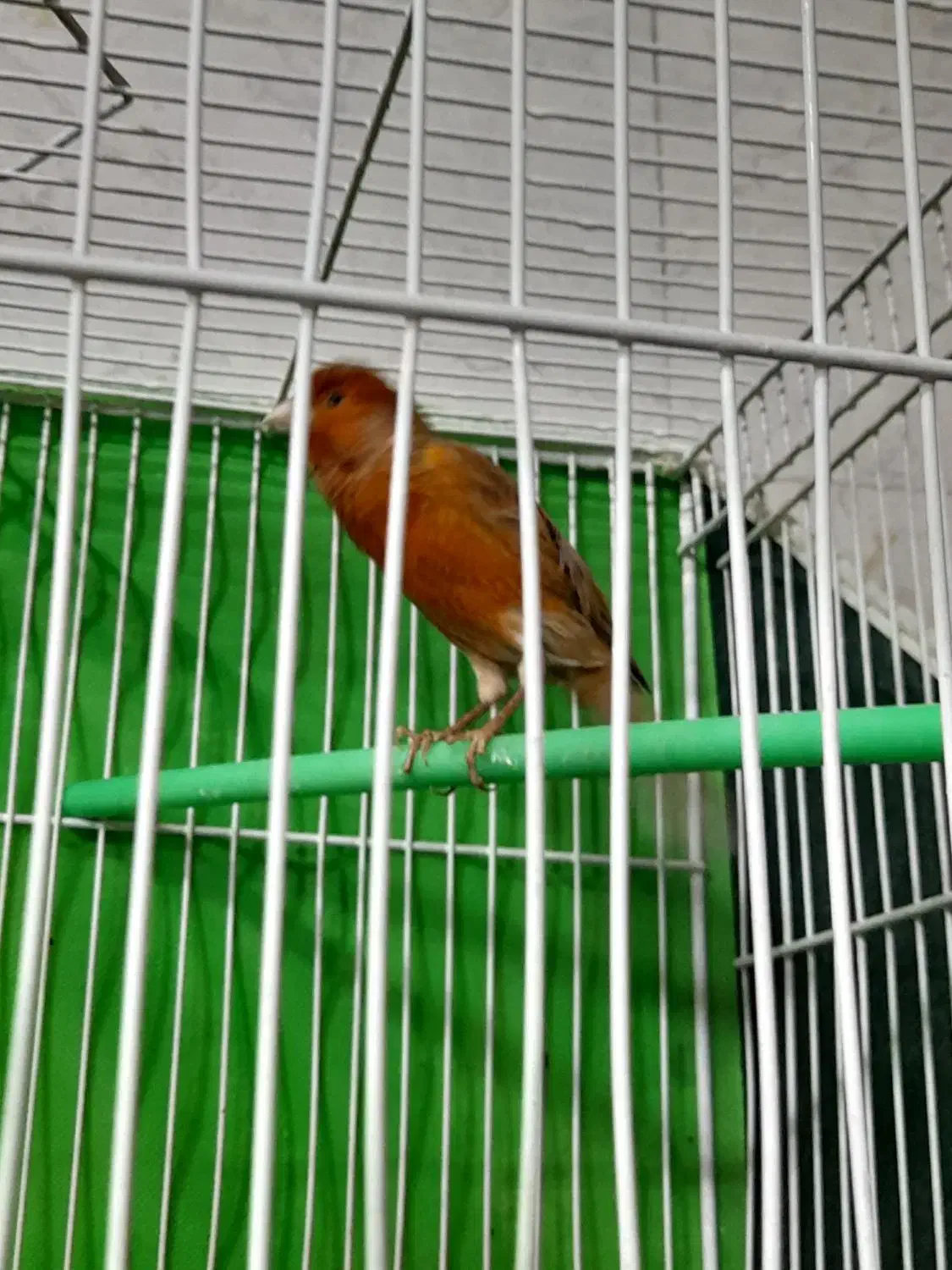 قناری رسمی سرخ مولد روی تخم|پرنده|مشهد, تلگرد|دیوار