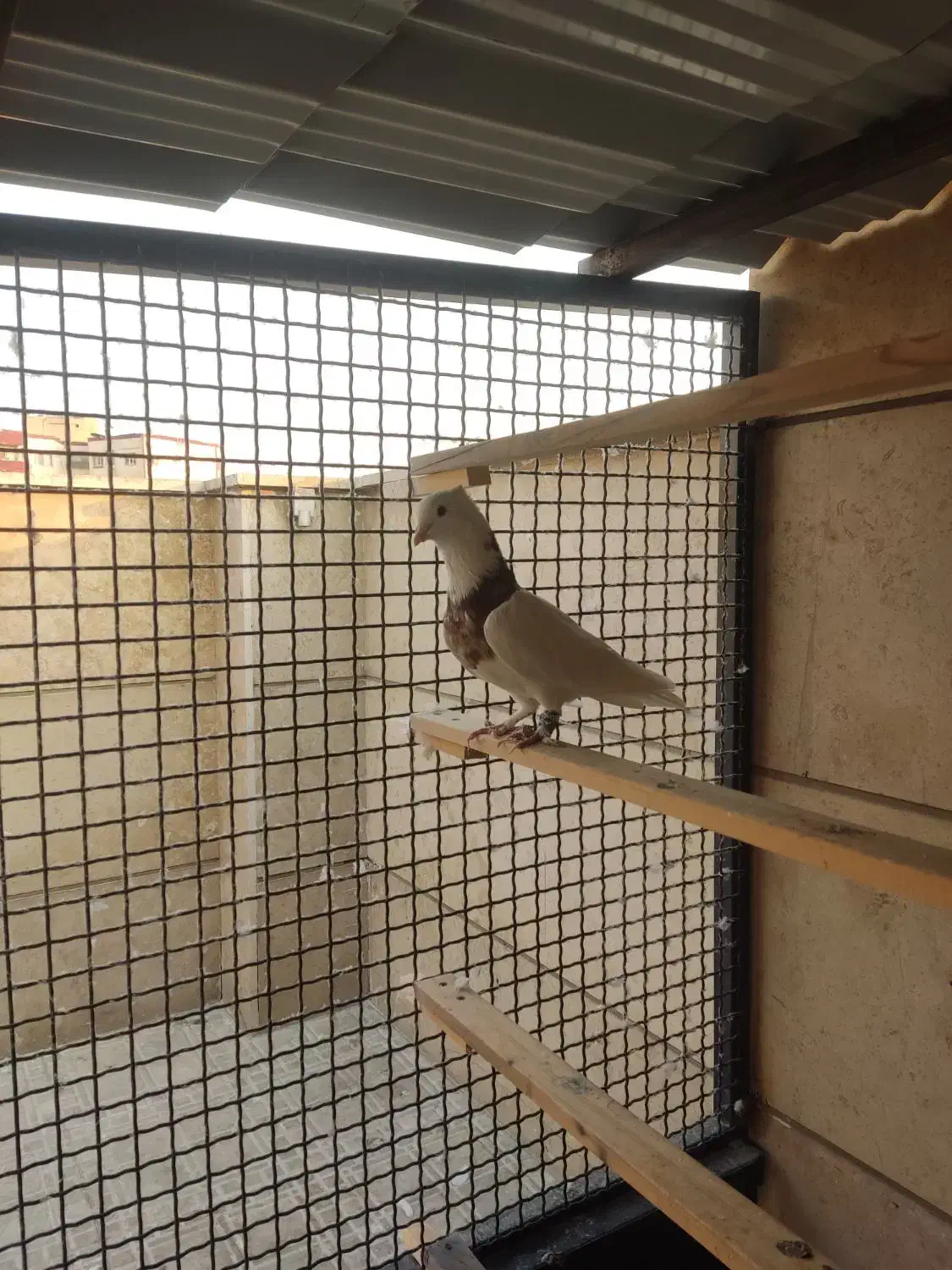 نر طوقی کاکلی بدون غلط|پرنده|تهران, افسریه شمالی|دیوار