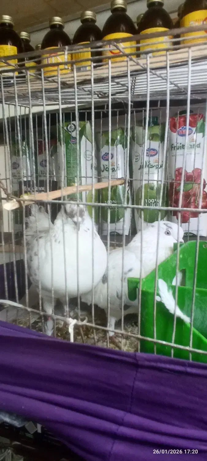 کبوتر ساعتی|پرنده|بومهن, |دیوار