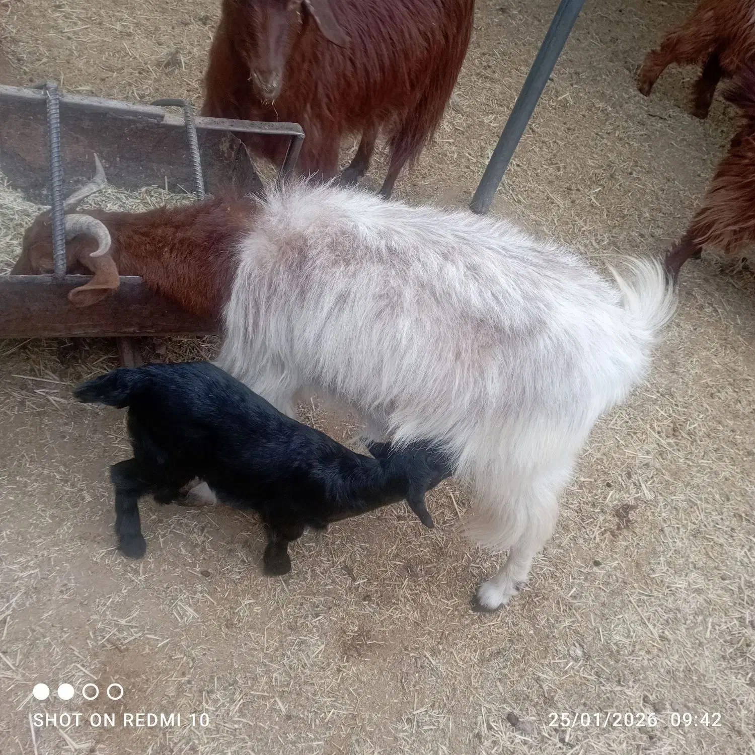 یک عدد بز کره محلی|حیوانات مزرعه|کرمان, |دیوار