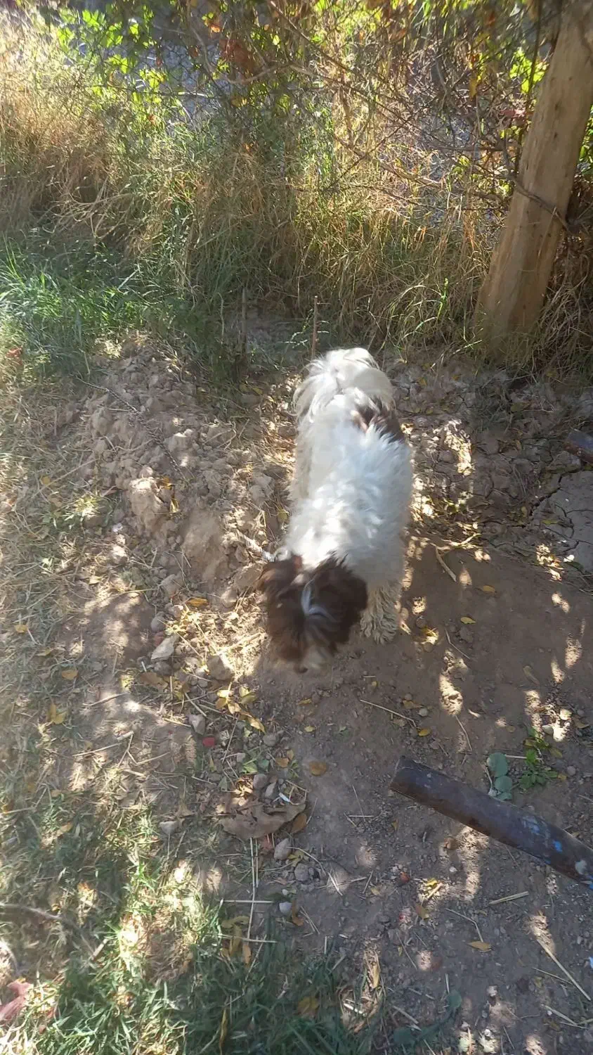 سگ پاکوتاه|سگ|قشلاق دشت, |دیوار