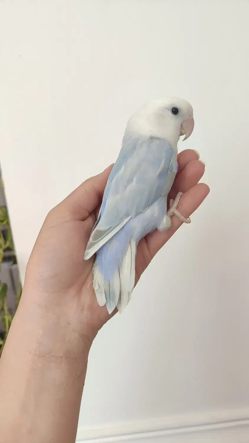 کوتوله نر نیمه رام|پرنده|بوشهر, |دیوار