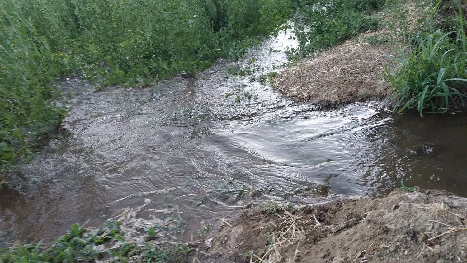 زمین کشاورزی آبی (براو)|فروش دفتر صنعتی، کشاورزی، تجاری|بانه, |دیوار