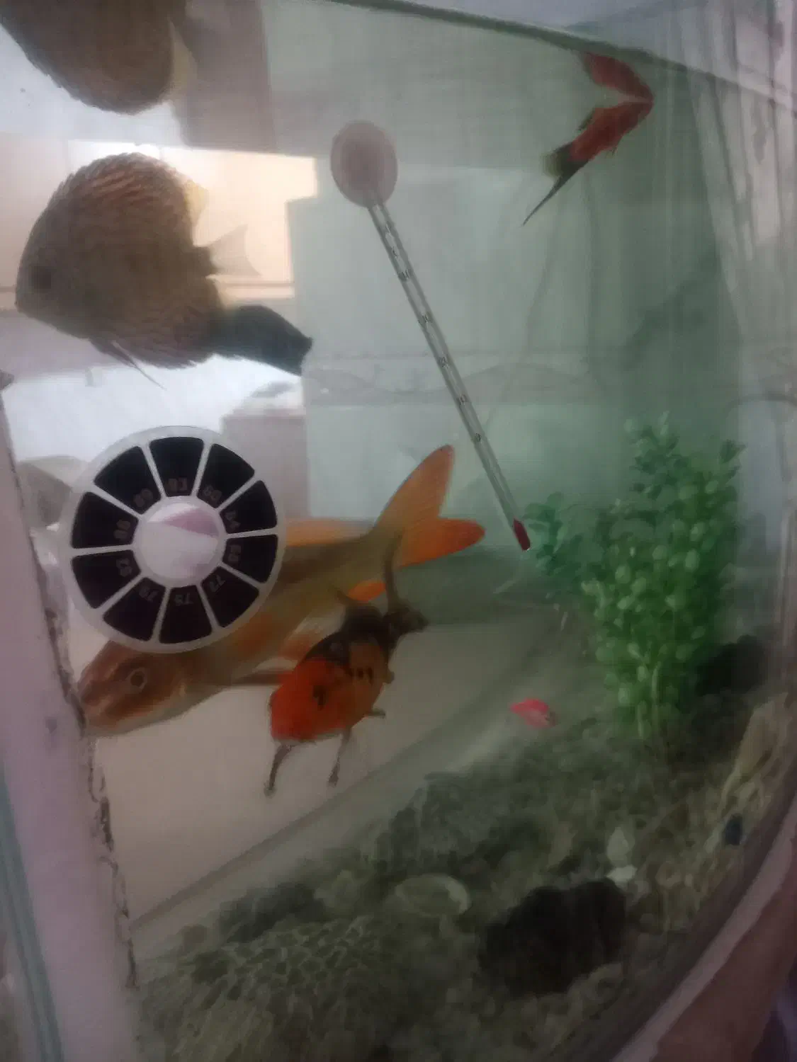 آکواریوم با کل وسایل موجود و ماهی|ماهی|سراب, |دیوار