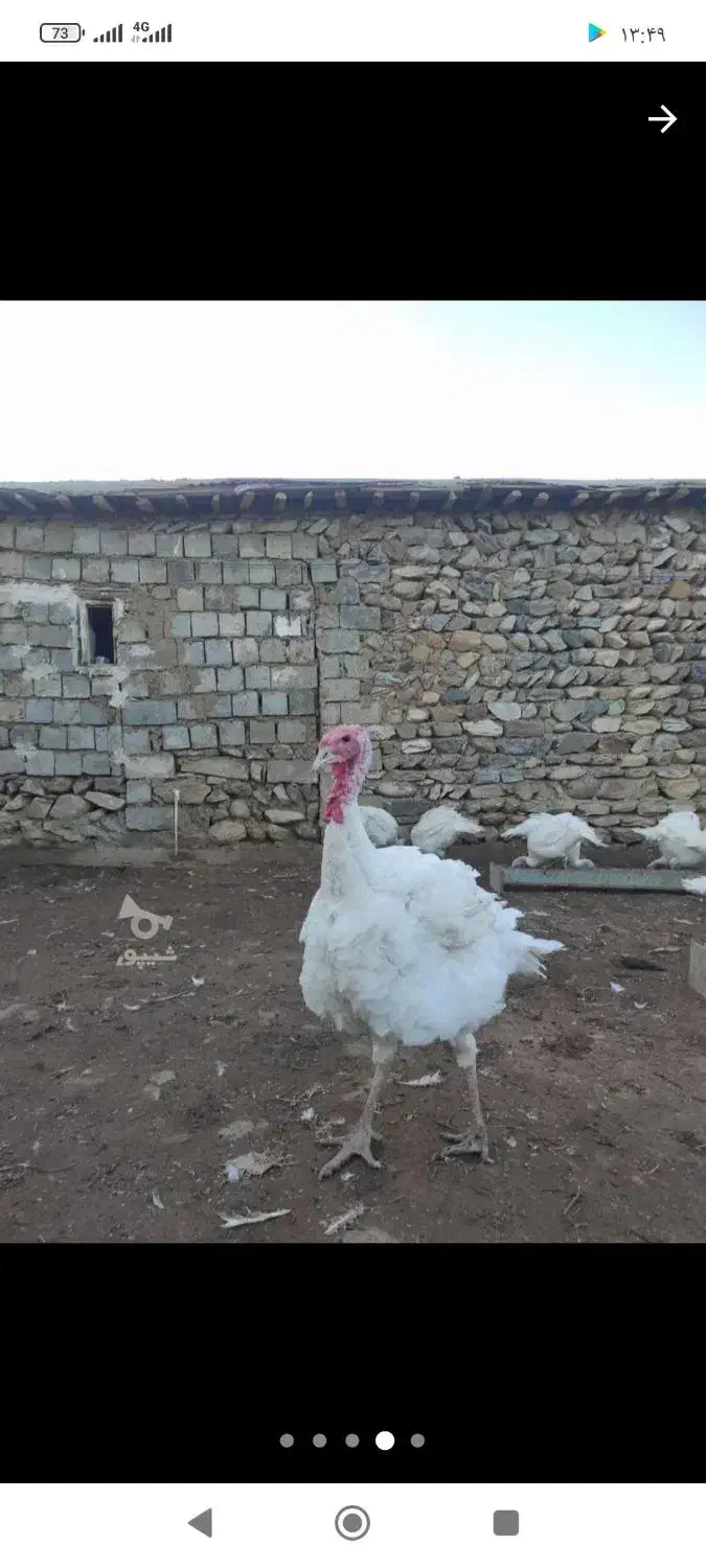 بوقلمون|حیوانات مزرعه|پیرانشهر, |دیوار