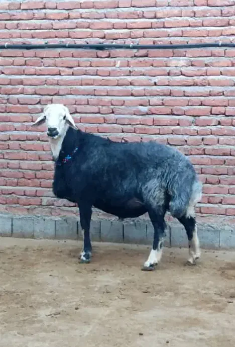 قوچ و میش|حیوانات مزرعه|گرگان, |دیوار