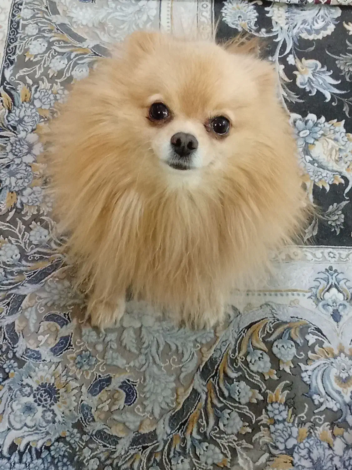 پامر روباهی خالص|سگ|نسیم‌شهر, |دیوار