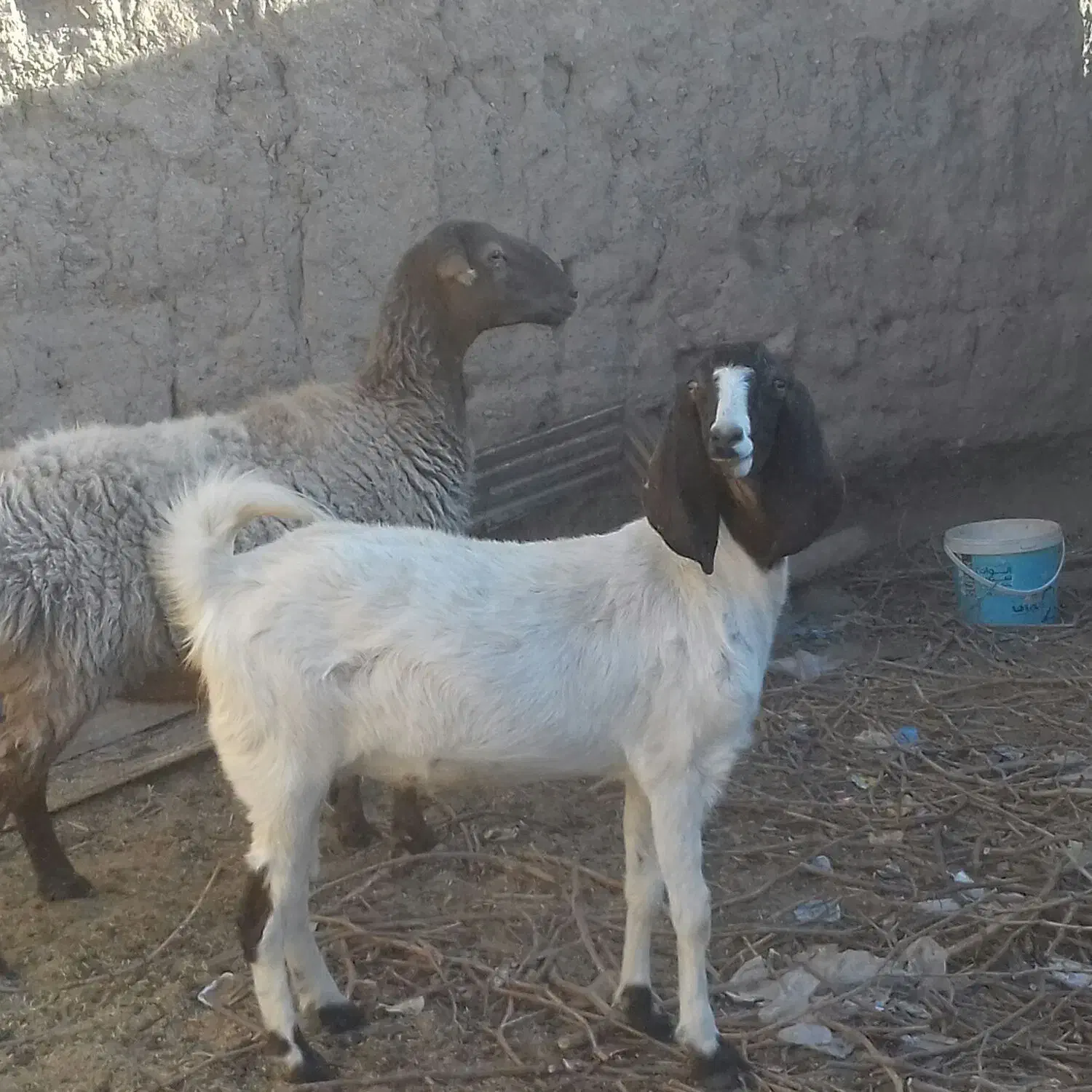 یک بز و یک کولار|حیوانات مزرعه|بردسکن, |دیوار