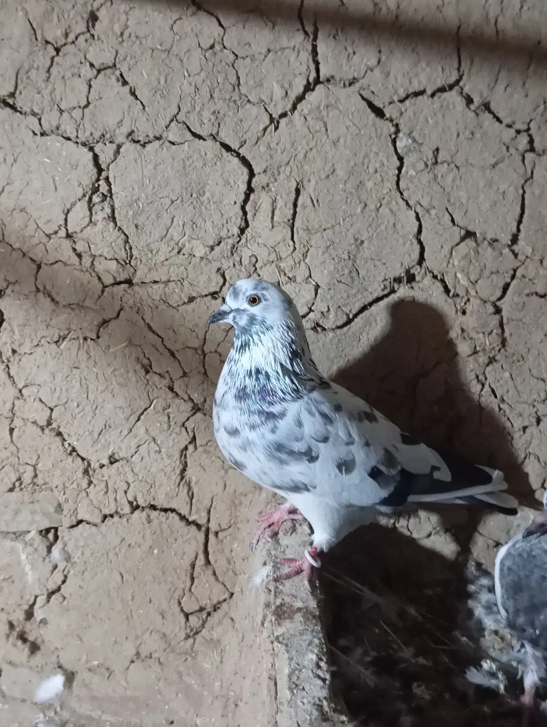 کفتر فروشی|پرنده|مینودشت, |دیوار