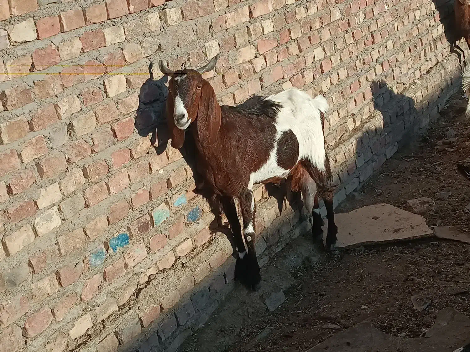 بزمری پرشیر|حیوانات مزرعه|زاهدان, |دیوار