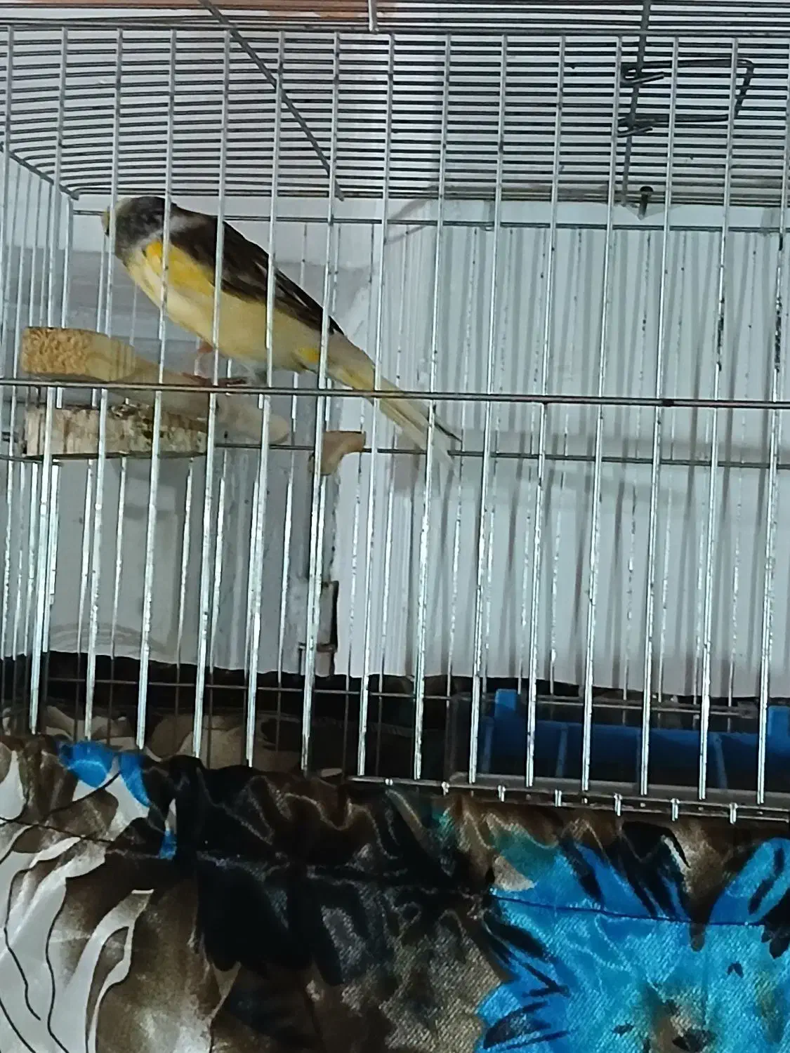 قناری نر|پرنده|میاندوآب, |دیوار