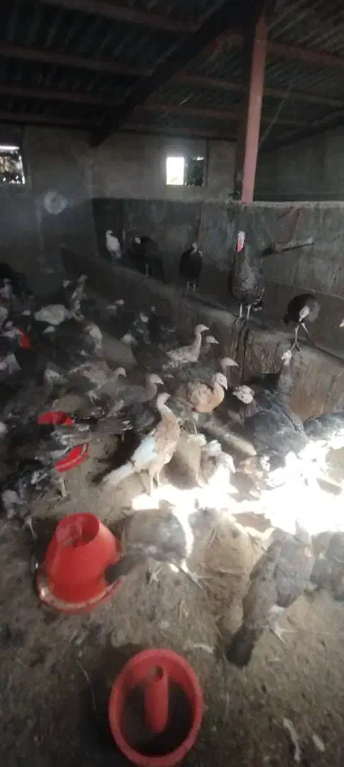 بوقلمون 4 ماهه|حیوانات مزرعه|دیواندره, |دیوار