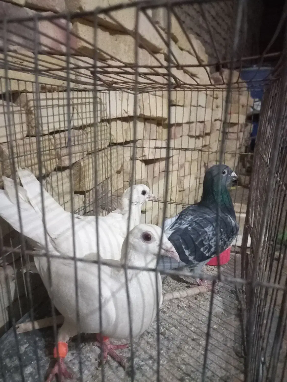 کبوتر زاجر|پرنده|یزد, |دیوار