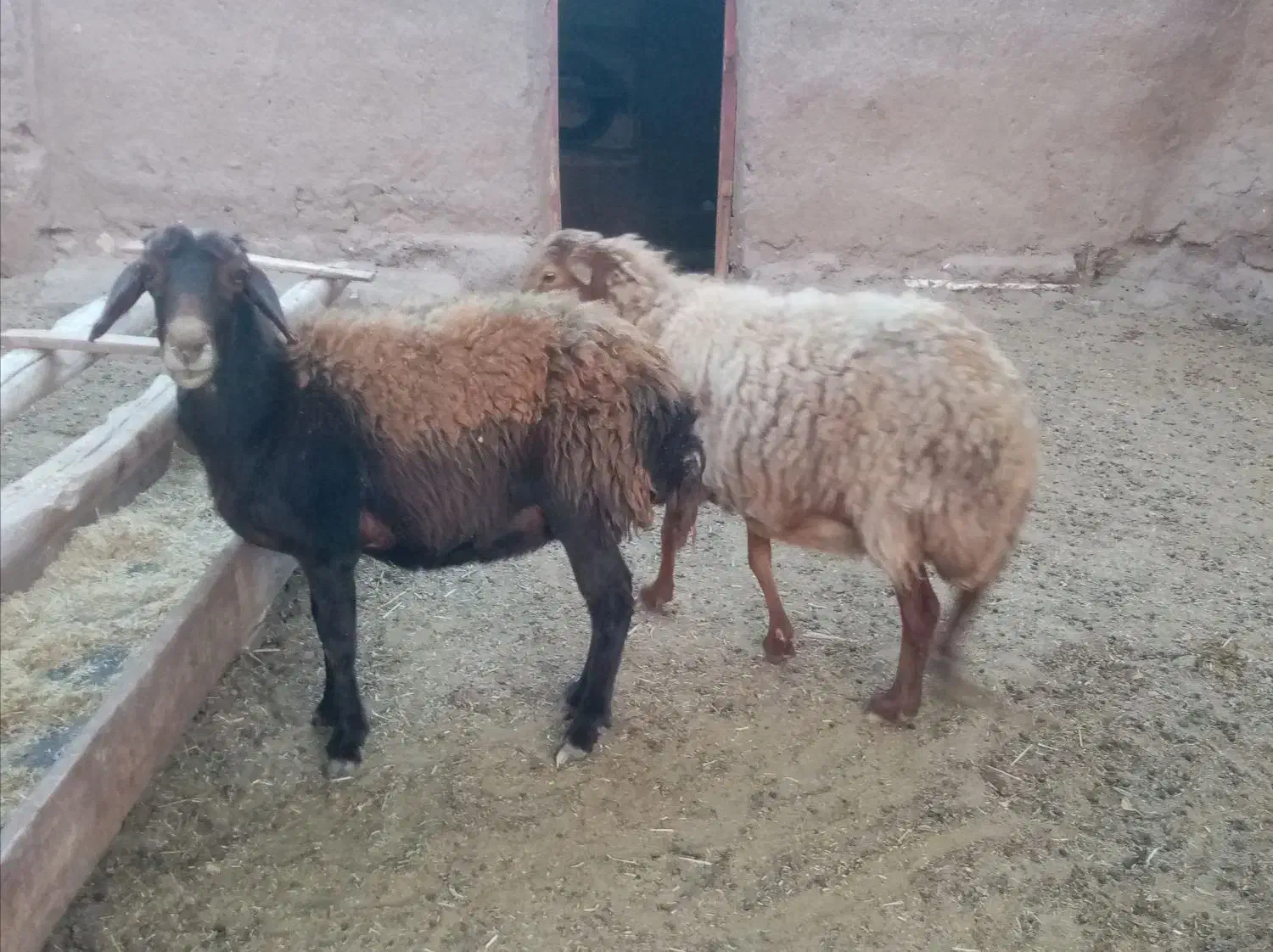 2راس میش داشتی گله گرد وآبستن|حیوانات مزرعه|کدکن, |دیوار