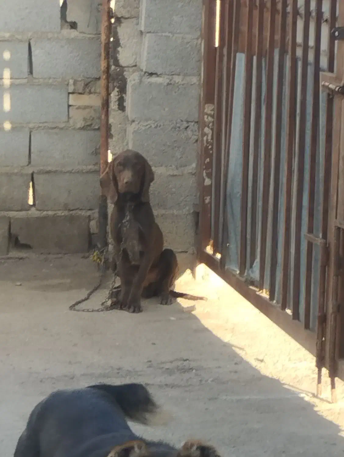 توله شکاری|سگ|مینودشت, |دیوار