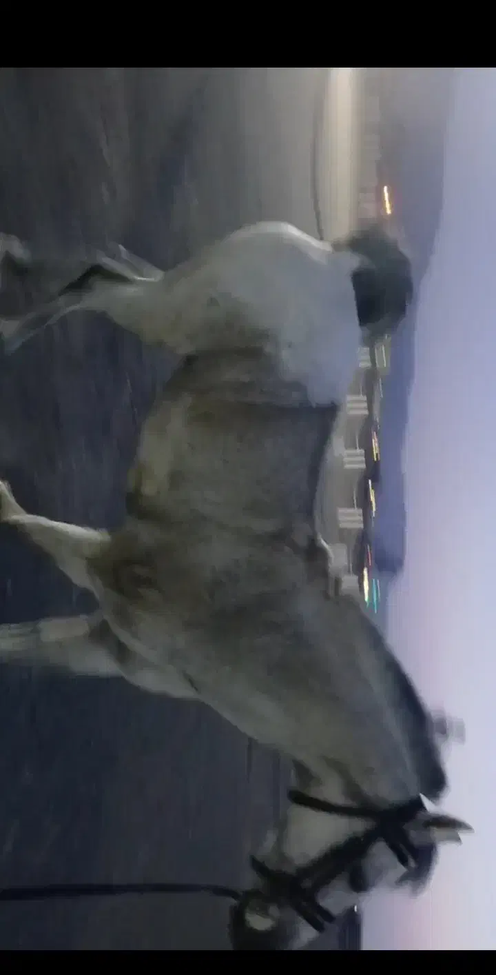 اسب نریان|اسب و تجهیزات اسب‌سواری|بیرجند, |دیوار