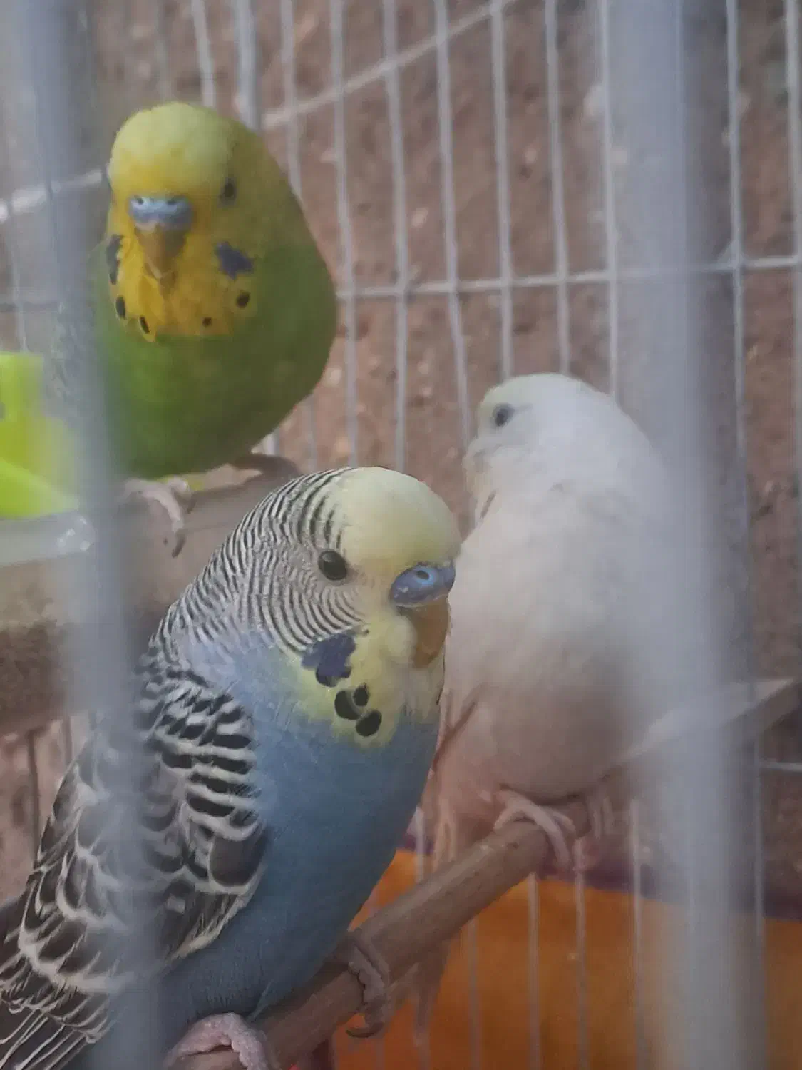 مرغ عشق|پرنده|قم, نیروگاه|دیوار