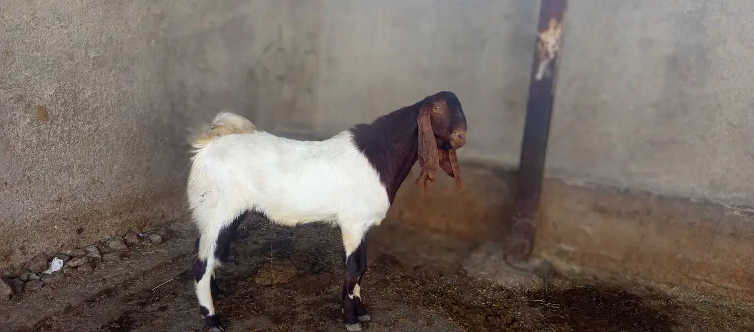 400000000|حیوانات مزرعه|اهواز, اهواز|دیوار