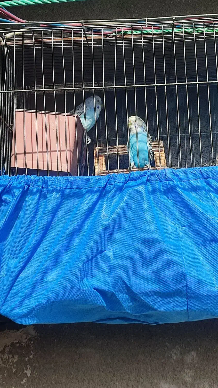 مرغ عشق ماده معاوضه|پرنده|تهران, شهرک زینبیه|دیوار