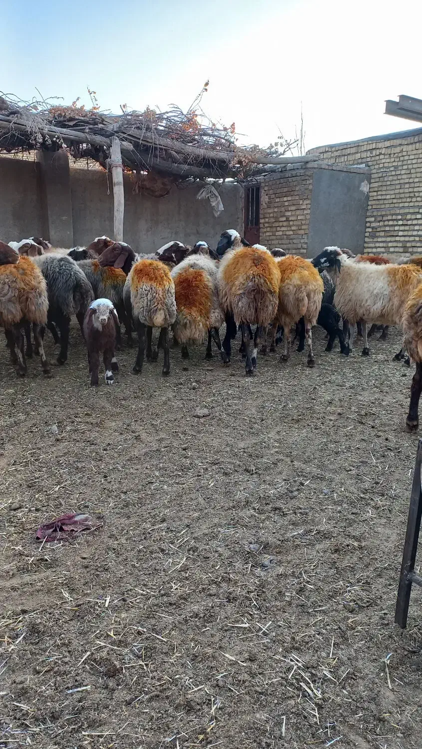 میش و بره و میش جوان آبستن|حیوانات مزرعه|نورآباد, |دیوار