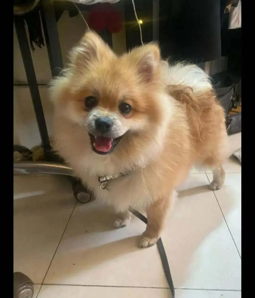 سگ پامر 1 ساله|سگ|زاهدان, |دیوار