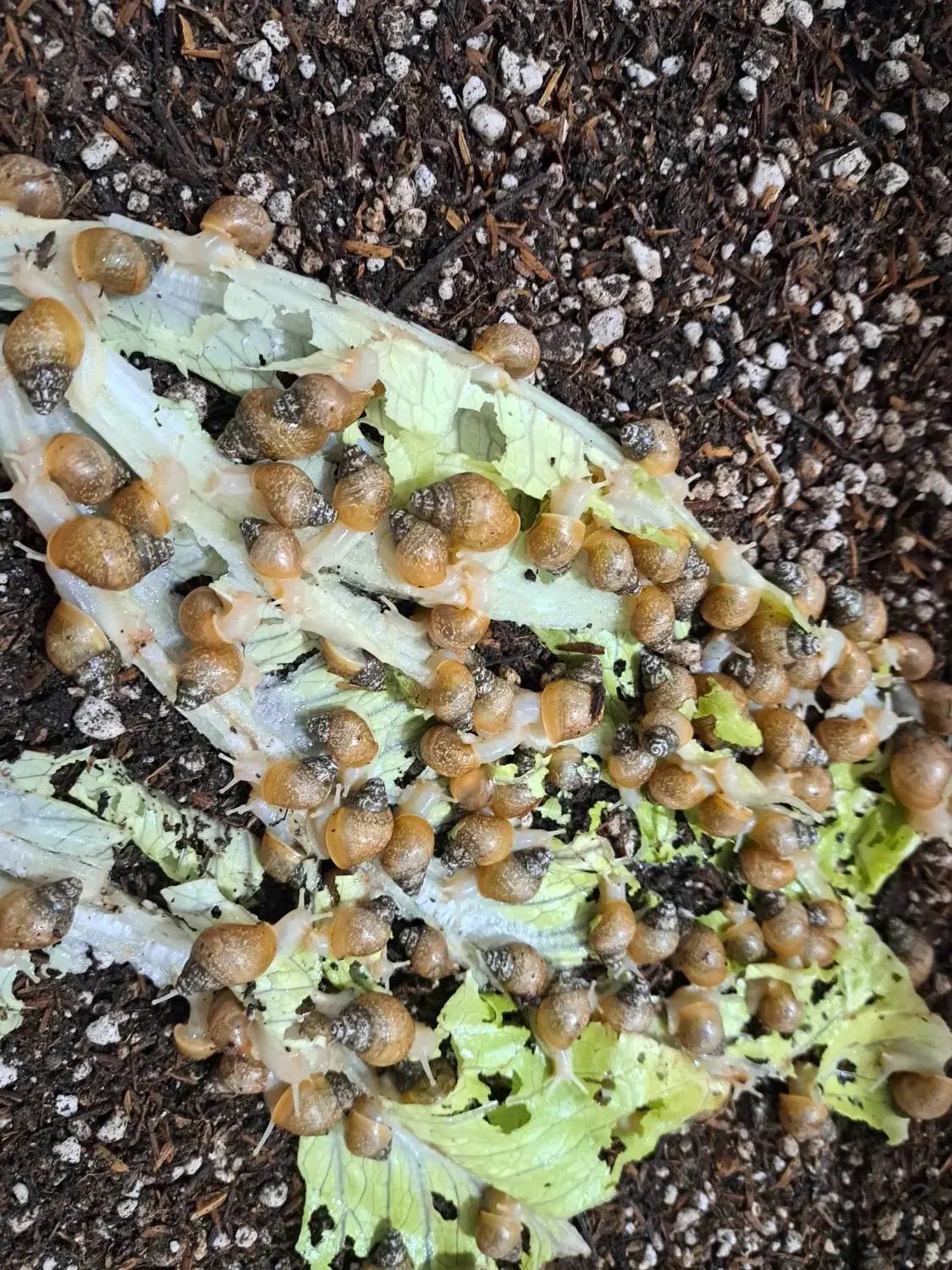 حلزون|خزنده|سلطانیه, |دیوار