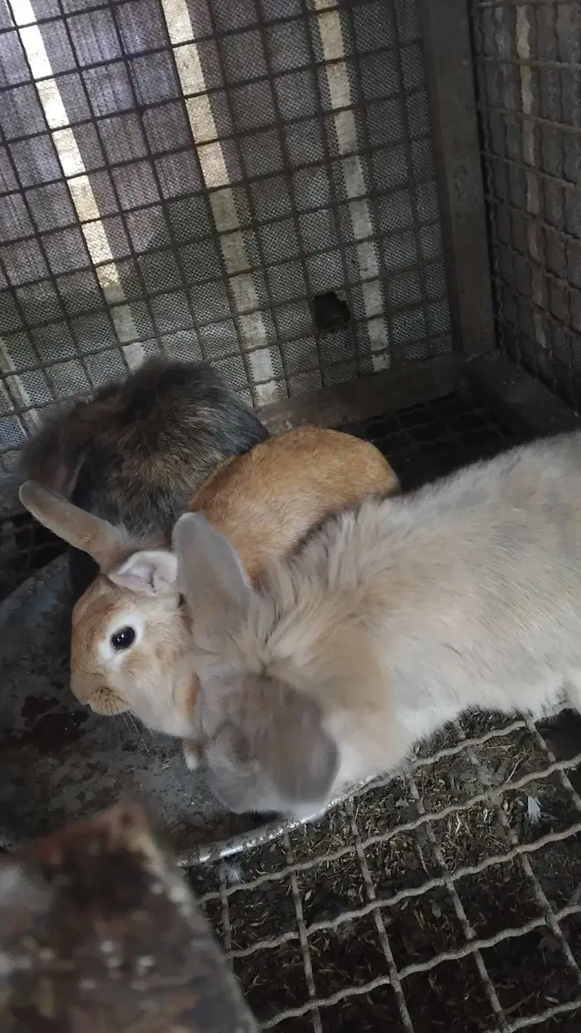 خرگوش لپ|موش و خرگوش|سنگر, |دیوار