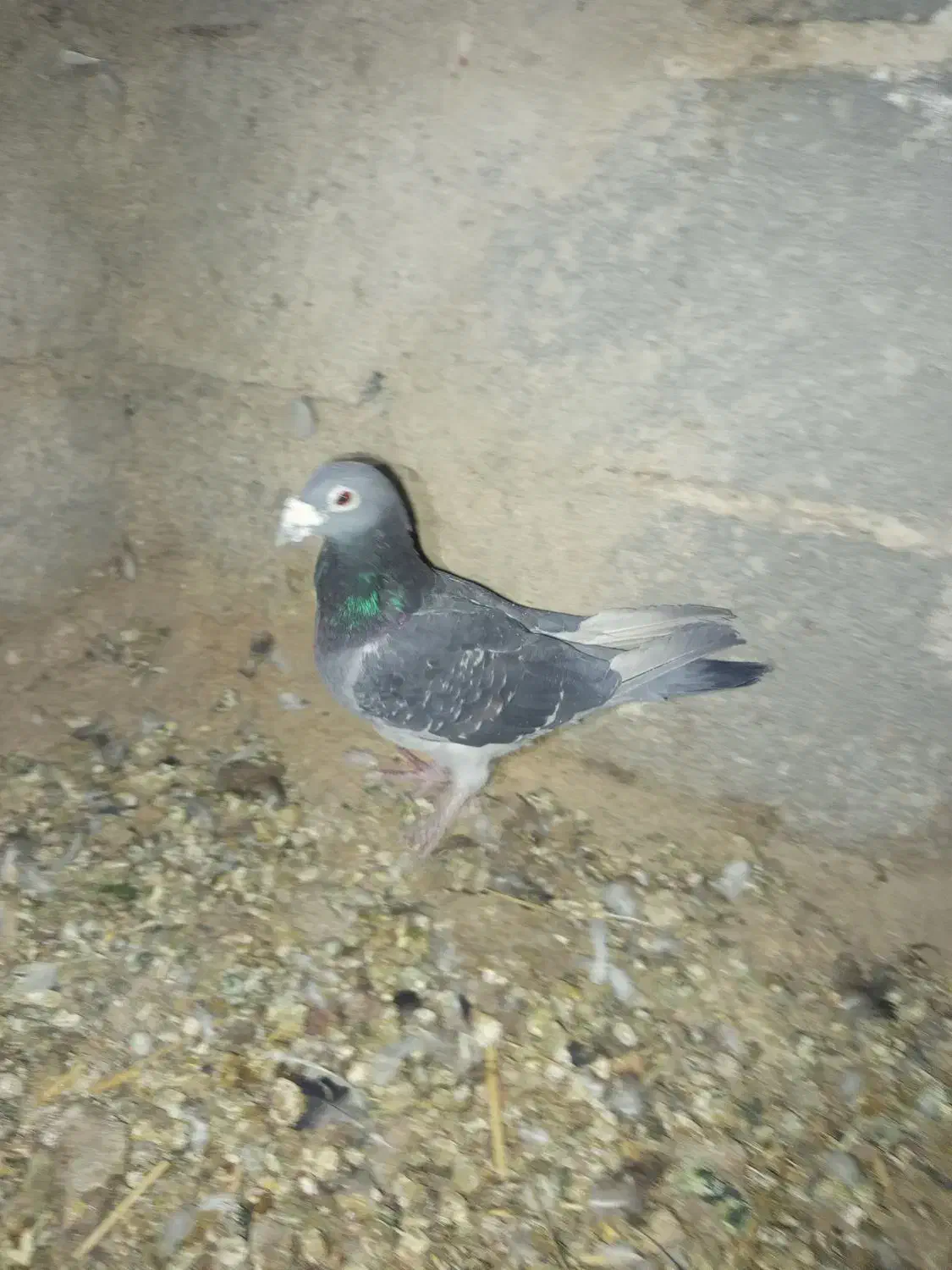 چن تا کفتر بهبهانی فروشی یا معامله دارم|پرنده|خرم بید, |دیوار