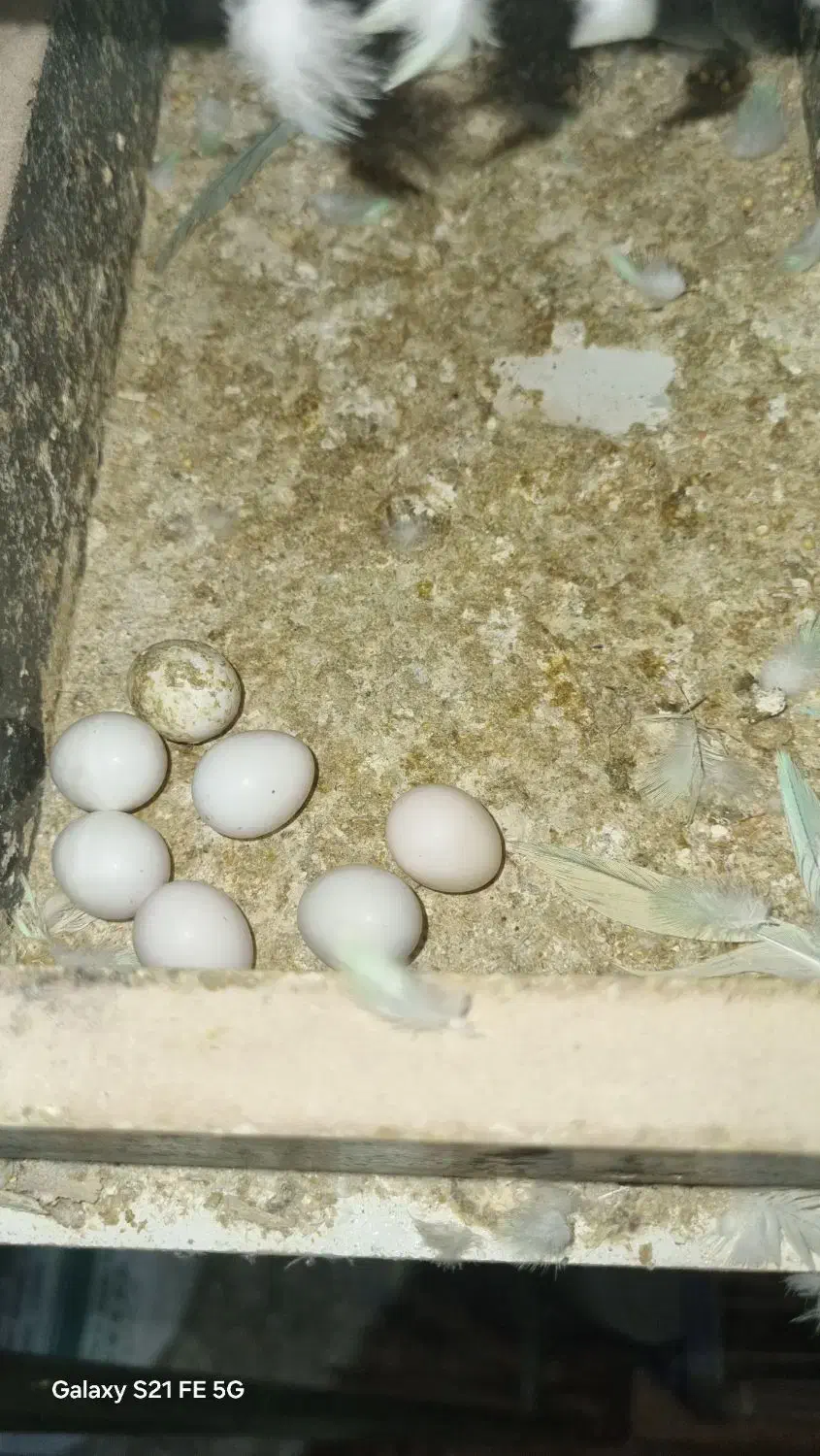 مرغ عشق تک رنگ کم یاب|پرنده|کرمانشاه, |دیوار