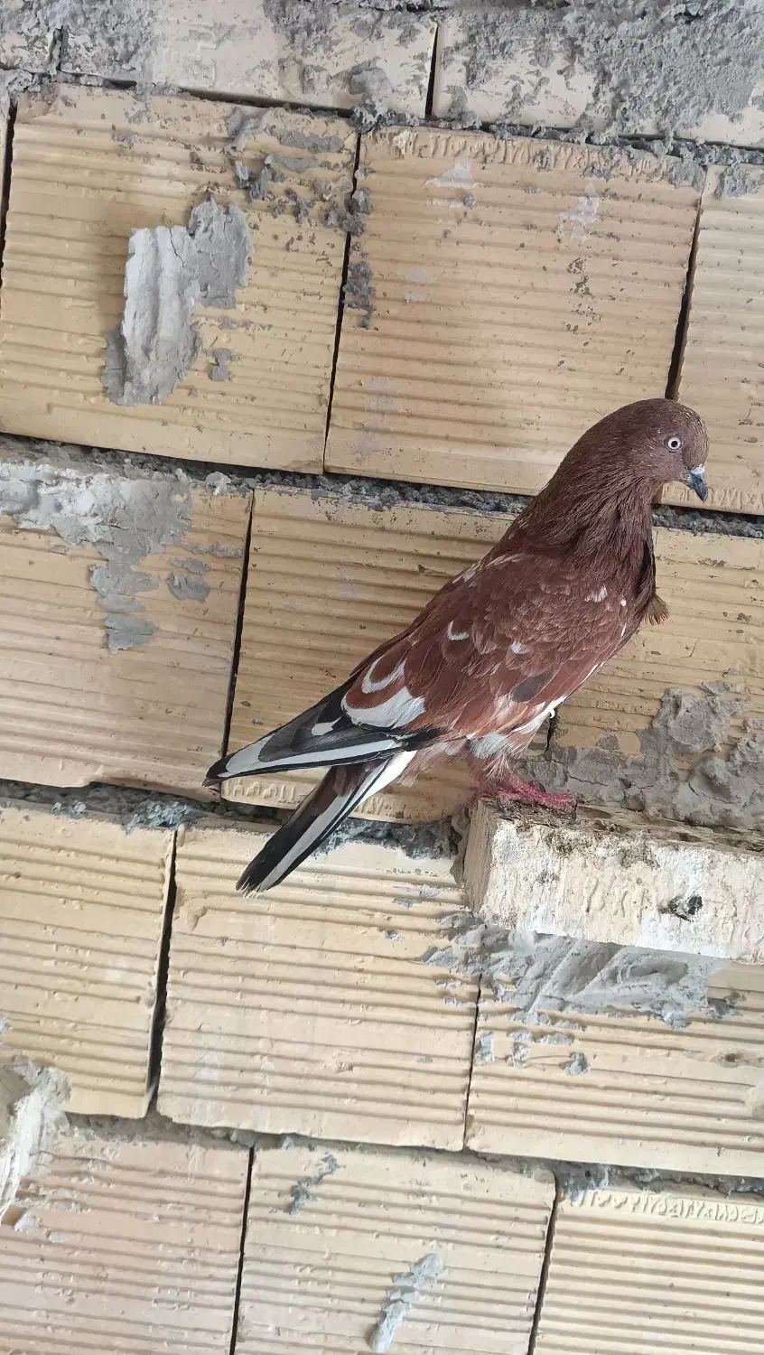 چنتا پرنده گرفتنی کله ای سرخ وسیاه هندی سبز|پرنده|بندر ماهشهر, |دیوار