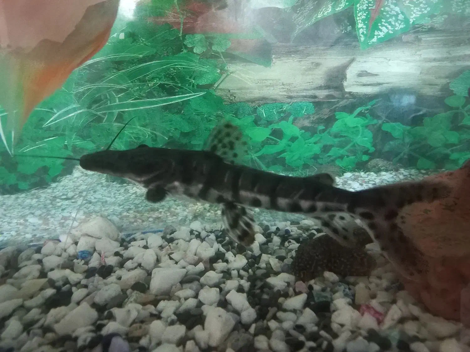 ماهی کت دراگون|ماهی|زابل, |دیوار