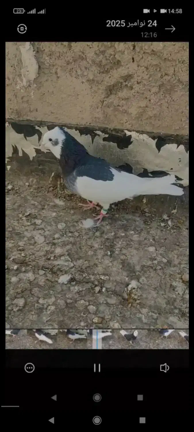 فروش کبوتر|پرنده|جهرم, |دیوار