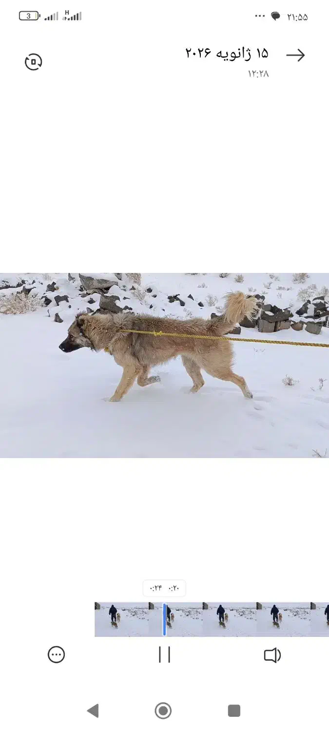 سگ اصل سرابی|سگ|انزل, |دیوار