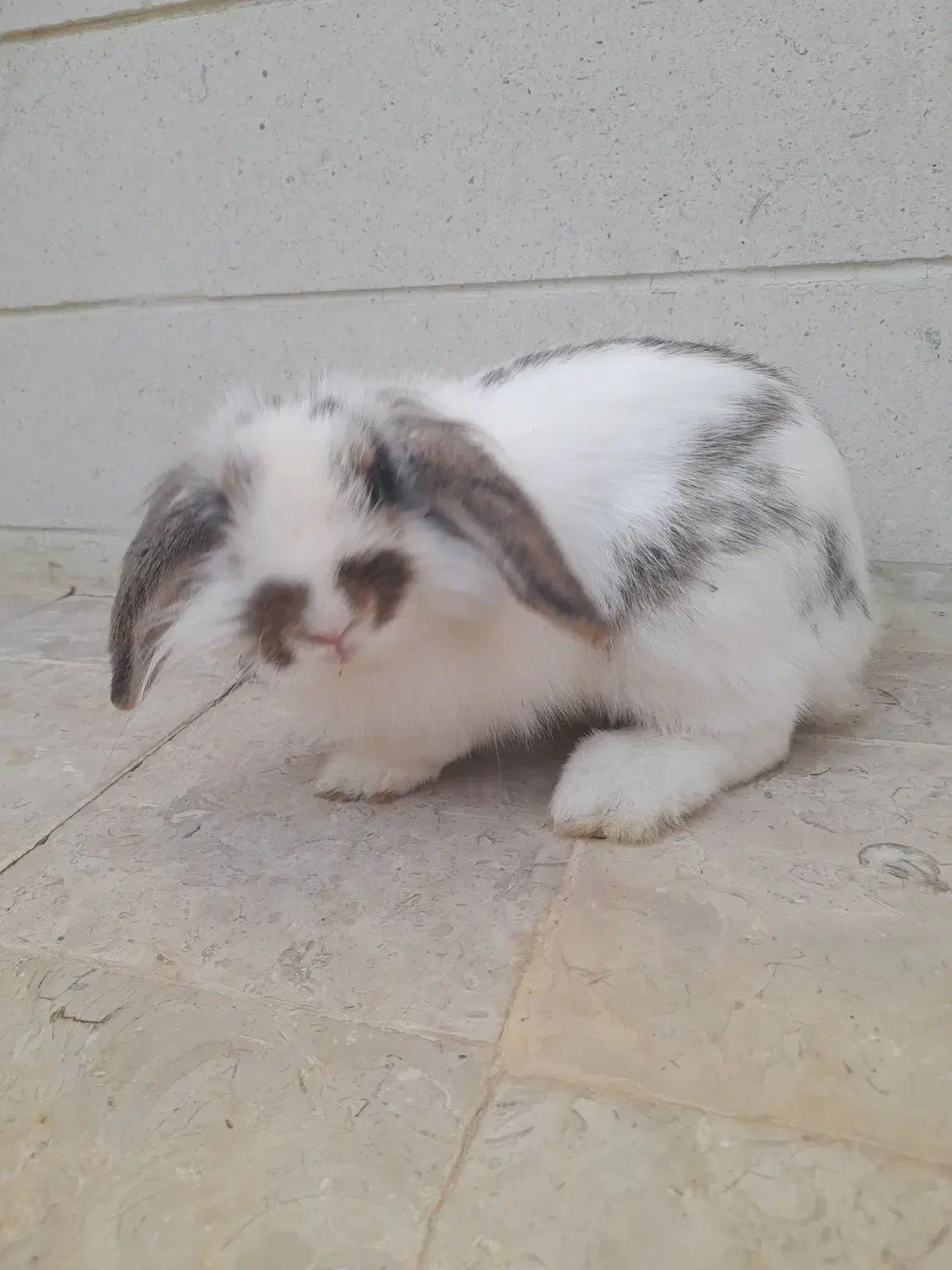 خرگوش لوپ ۳ ماهه|موش و خرگوش|بوشهر, |دیوار